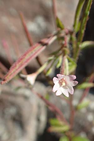 Epilobium roseum \ Rosenrotes Weidenrschen / Pale Willowherb, D Heidelberg 18.7.2016
