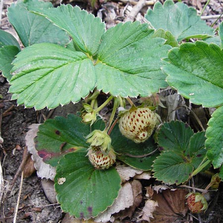 Fragaria x ananassa \ Garten-Erdbeere, D Bruchsal 21.5.2015