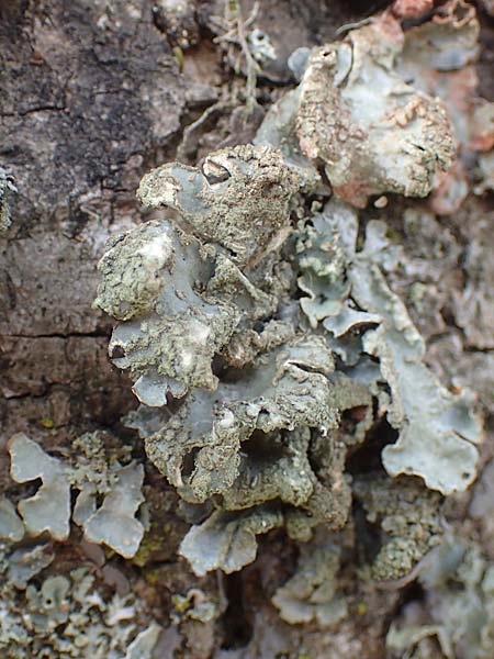 Melanohalea laciniatula ? \ Braunblattflechte / Melanohalea, D Bochum 9.8.2021