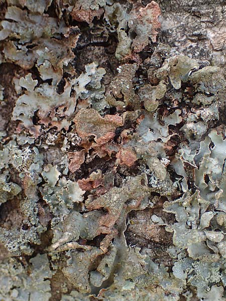 Melanohalea laciniatula ? \ Braunblattflechte / Melanohalea, D Bochum 9.8.2021