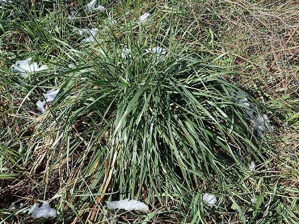 Festuca arundinacea \ Rohr-Schwingel / Tall Fescue, D Waghäusel-Kirrlach 9.4.2022