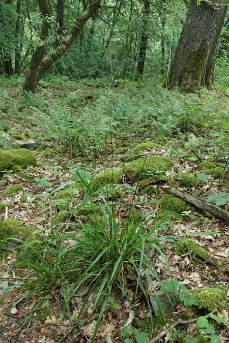 Festuca altissima \ Wald-Schwingel / Wood Fescue, D Schriesheim 4.6.2026