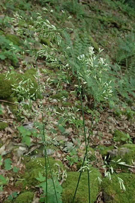 Festuca altissima \ Wald-Schwingel / Wood Fescue, D Schriesheim 4.6.2026