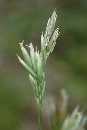 Festuca altissima \ Wald-Schwingel / Wood Fescue, D Schriesheim 4.6.2026