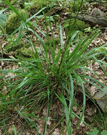 Festuca altissima \ Wald-Schwingel / Wood Fescue, D Schriesheim 4.6.2026