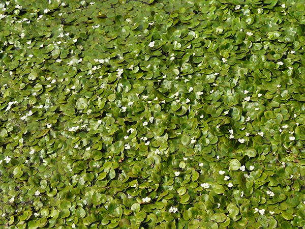 Hydrocharis morsus-ranae \ Froschbiss / Frogbit, D Kaiserslautern 19.8.2020