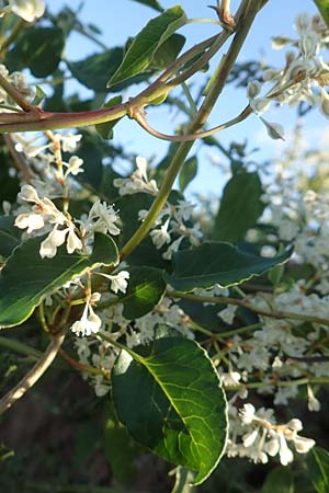 Fallopia baldschuanica \ Asiatischer Schlingknterich, Schling-Flgelknterich / Russian Vine, D Viernheim 29.9.2016
