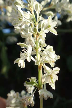 Fallopia baldschuanica \ Asiatischer Schlingknterich, Schling-Flgelknterich / Russian Vine, D Viernheim 29.9.2016