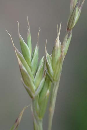 Festuca brevipila \ Raublttriger Schaf-Schwingel / Hard Fescue, D Erlenbach am Main 21.5.2017