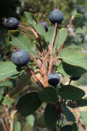 Amelanchier ovalis \ Gewhnliche Felsenbirne / European Service Berry, D Rotenfels 29.6.2018