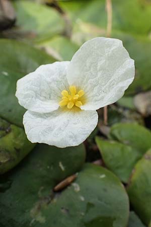 Hydrocharis morsus-ranae \ Froschbiss / Frogbit, D Kaiserslautern 19.8.2020