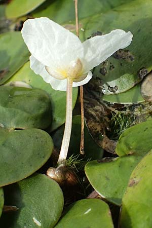 Hydrocharis morsus-ranae \ Froschbiss / Frogbit, D Kaiserslautern 19.8.2020