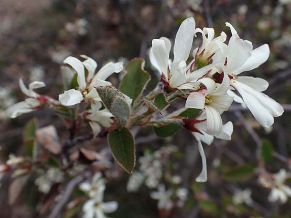 Amelanchier ovalis \ Gewhnliche Felsenbirne / European Service Berry, D Bad Kreuznach 20.4.2021