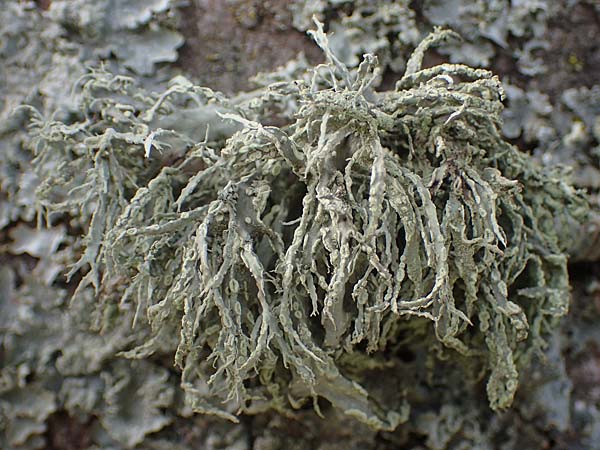 Ramalina farinacea ? \ Mehlige Ast-Flechte / Cartilage Lichen, D Bochum 9.8.2021