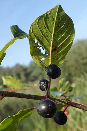 Frangula alnus \ Faulbaum / Alder Buckthorn, D Elmpt 6.9.2021
