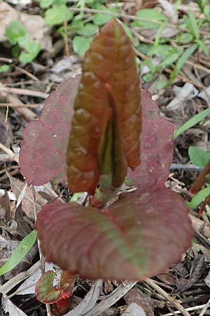 Fallopia x bohemica \ Hybrid-Stauden-Kn�terich / Hybrid Knodweed, D Mannheim 31.3.2026