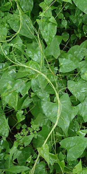 Fallopia dumetorum \ Hecken-Windenknterich / Copse Bindweed, D Rheda-Wiedenbrück 2.8.2023