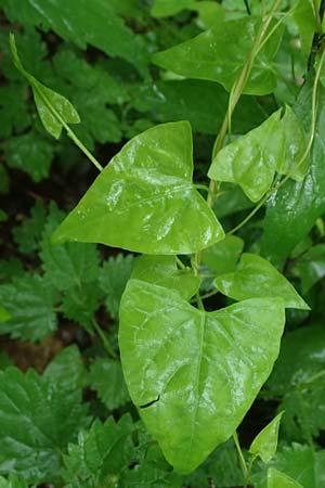 Fallopia dumetorum \ Hecken-Windenknterich / Copse Bindweed, D Rheda-Wiedenbrück 2.8.2023