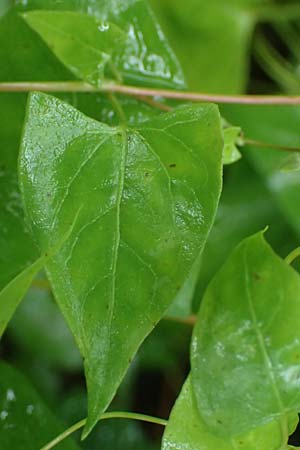 Fallopia dumetorum \ Hecken-Windenknterich / Copse Bindweed, D Rheda-Wiedenbrück 2.8.2023