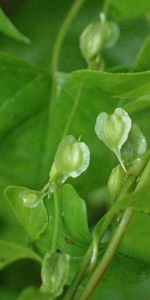 Fallopia dumetorum \ Hecken-Windenknterich / Copse Bindweed, D Rheda-Wiedenbrück 2.8.2023