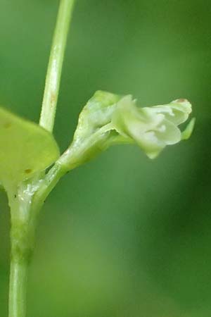 Fallopia dumetorum \ Hecken-Windenknterich / Copse Bindweed, D Rheda-Wiedenbrück 2.8.2023
