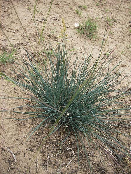 Festuca albensis ? \ Elbe-Schwingel / Elbe Fescue, D Mainz 31.5.2012