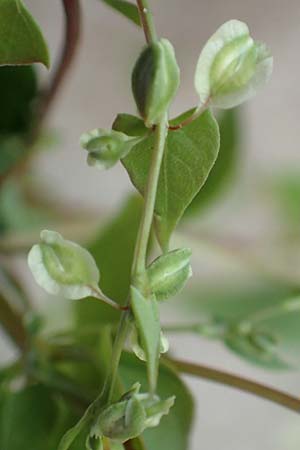 Fallopia dumetorum \ Hecken-Windenknterich / Copse Bindweed, D Wald-Erlenbach 30.7.2016