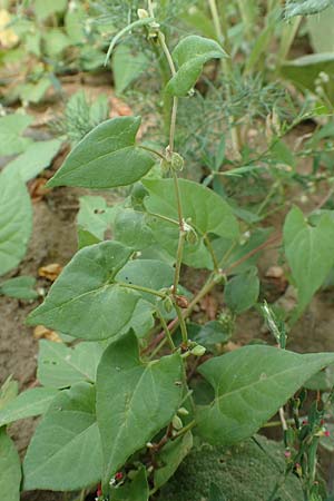 Fallopia dumetorum \ Hecken-Windenknterich / Copse Bindweed, D Ludwigshafen 10.6.2018