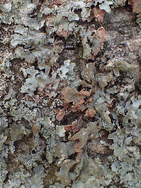 Melanohalea laciniatula ? \ Braunblattflechte / Melanohalea, D Bochum 9.8.2021