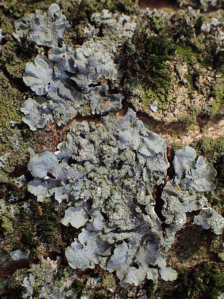 Flavoparmelia soredians ? \ Mehlige Schlsselflechte, D Düsseldorf 11.3.2022