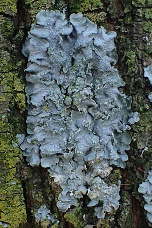 Flavoparmelia soredians ? \ Mehlige Schlsselflechte, D Düsseldorf 11.3.2022