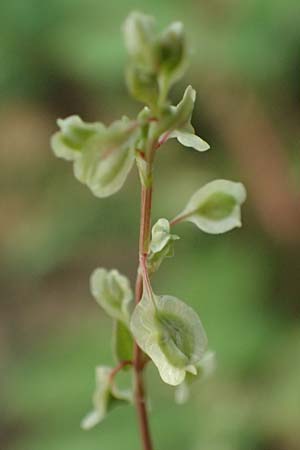 Fallopia dumetorum \ Hecken-Windenkn�terich / Copse Bindweed, D Ludwigshafen 18.7.2026