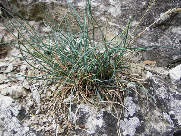 Festuca pallens \ Bleicher Schwingel, Bleich-Schwingel / Pale Fescue, D Möttingen-Lierheim 2.6.2015