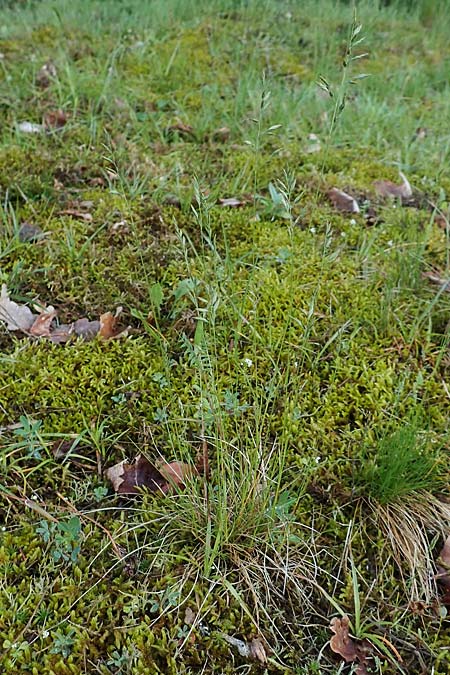 Festuca filiformis \ Haar-Schwingel / Fine-Leaf Sheep Fescue, D Erlenbach am Main 20.5.2017