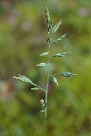 Festuca filiformis \ Haar-Schwingel / Fine-Leaf Sheep Fescue, D Erlenbach am Main 20.5.2017