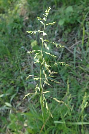 Poa trivialis, Gewöhnliches Rispengras Poa trivialis, Gewöhnliches Rispengras