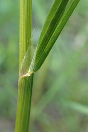 Poa trivialis \ Gewhnliches Rispengras / Rough Blue Grass, D Ketsch 21.5.2020