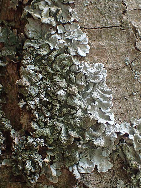 Melanohalea laciniatula ? \ Braunblattflechte / Melanohalea, D Bochum 9.8.2021