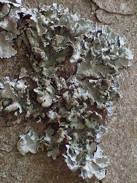 Melanohalea laciniatula ? \ Braunblattflechte / Melanohalea, D Bochum 9.8.2021