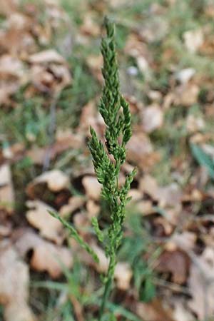 Festuca filiformis \ Haar-Schwingel / Fine-Leaf Sheep Fescue, D Mannheim 22.4.2025