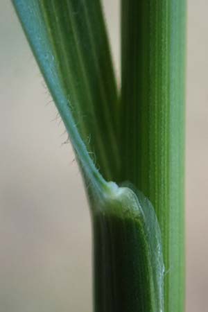 Festuca filiformis \ Haar-Schwingel / Fine-Leaf Sheep Fescue, D Mannheim 22.4.2025