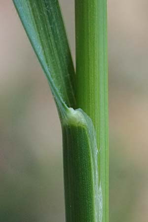 Festuca filiformis \ Haar-Schwingel / Fine-Leaf Sheep Fescue, D Mannheim 22.4.2025