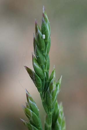 Festuca filiformis \ Haar-Schwingel / Fine-Leaf Sheep Fescue, D Mannheim 22.4.2025