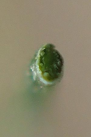 Festuca filiformis \ Haar-Schwingel / Fine-Leaf Sheep Fescue, D Mannheim 12.5.2017