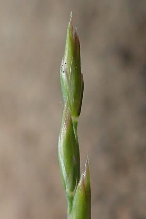 Festuca filiformis \ Haar-Schwingel / Fine-Leaf Sheep Fescue, D Mannheim 12.5.2017