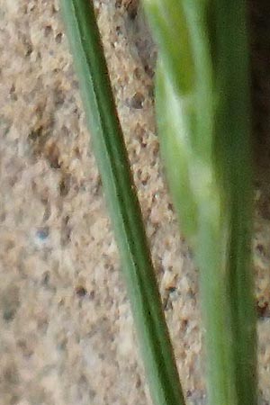 Festuca filiformis \ Haar-Schwingel / Fine-Leaf Sheep Fescue, D Mannheim 12.5.2017