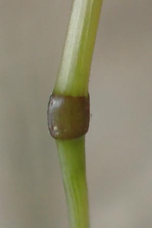 Festuca filiformis \ Haar-Schwingel / Fine-Leaf Sheep Fescue, D Mannheim 12.5.2017