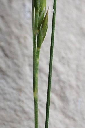 Festuca filiformis \ Haar-Schwingel / Fine-Leaf Sheep Fescue, D Mannheim 12.5.2017