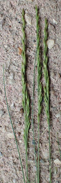 Festuca filiformis \ Haar-Schwingel / Fine-Leaf Sheep Fescue, D Mannheim 12.5.2017
