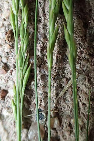 Festuca filiformis \ Haar-Schwingel / Fine-Leaf Sheep Fescue, D Mannheim 12.5.2017